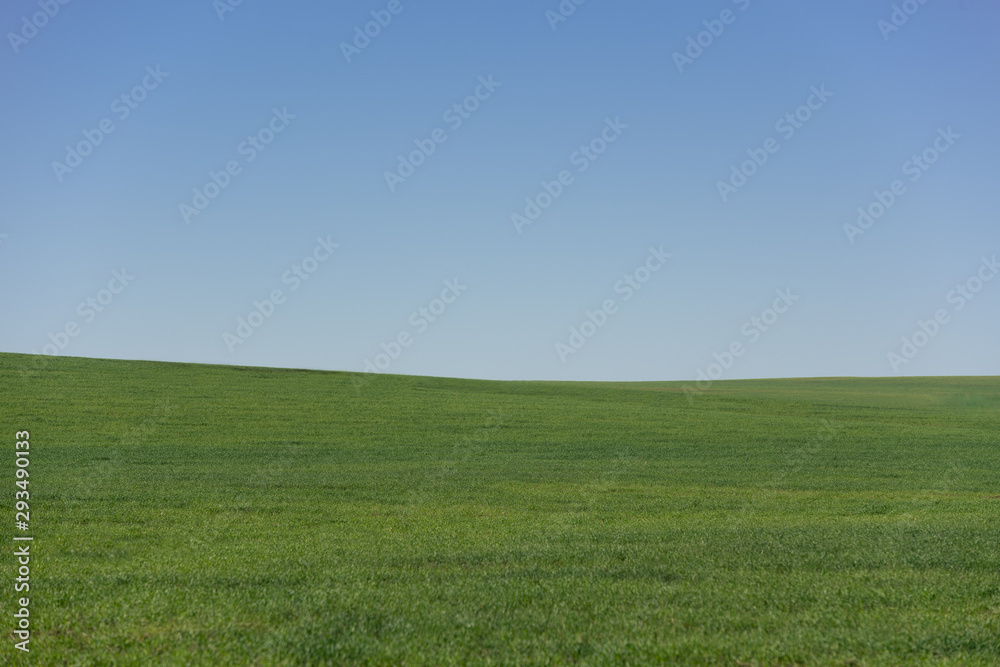 Peacefull green field