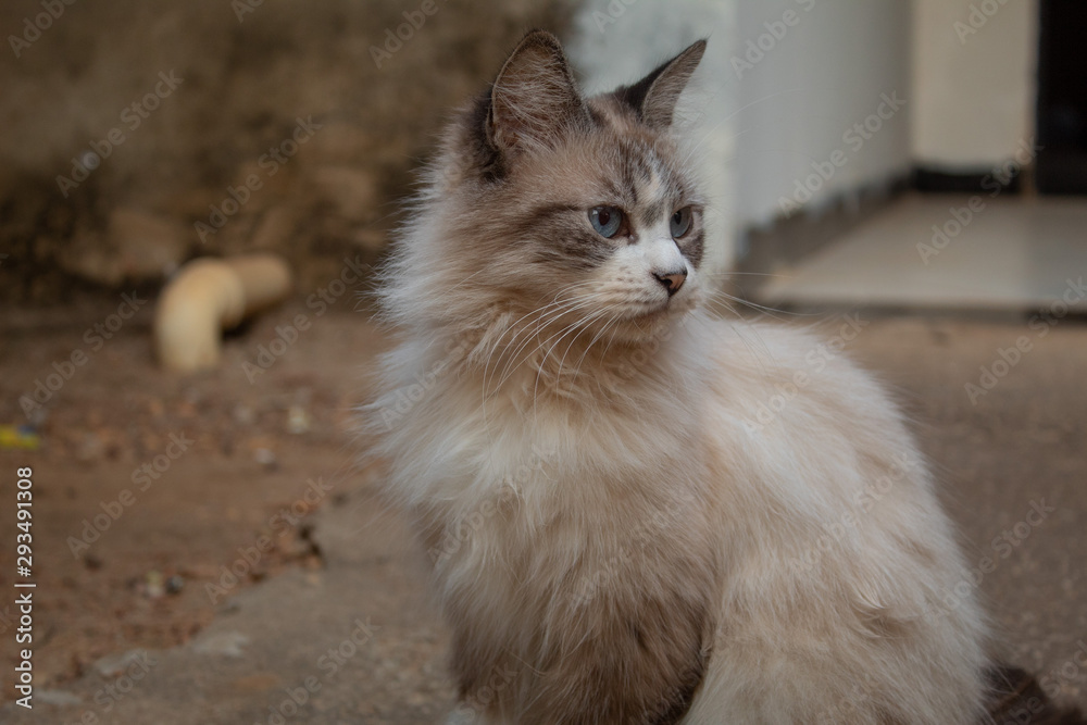 Fototapeta premium Ragdoll cat