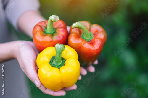 A woman holding a fresh bell peppers in hands