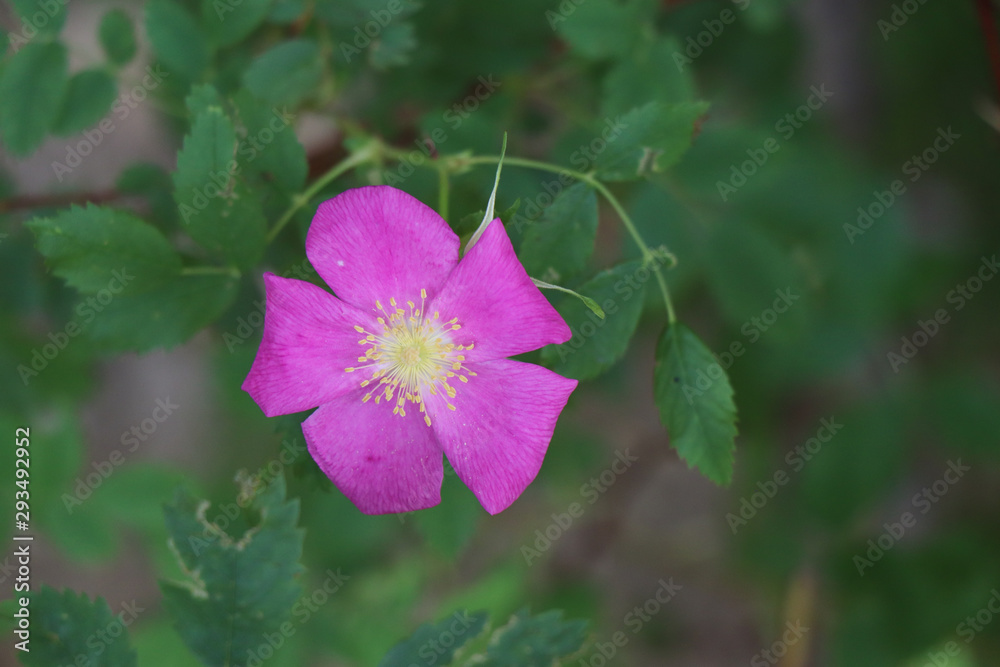Beautiful Pink Flower Along Cliff Spring Trail Grand Canyon