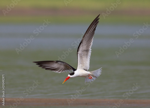 Indian Skimmers seen at  Chambal River,Rajasthan,India