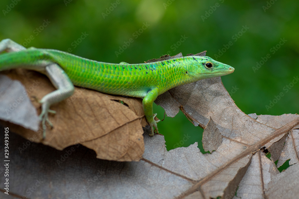 Fototapeta premium Green skink lizard