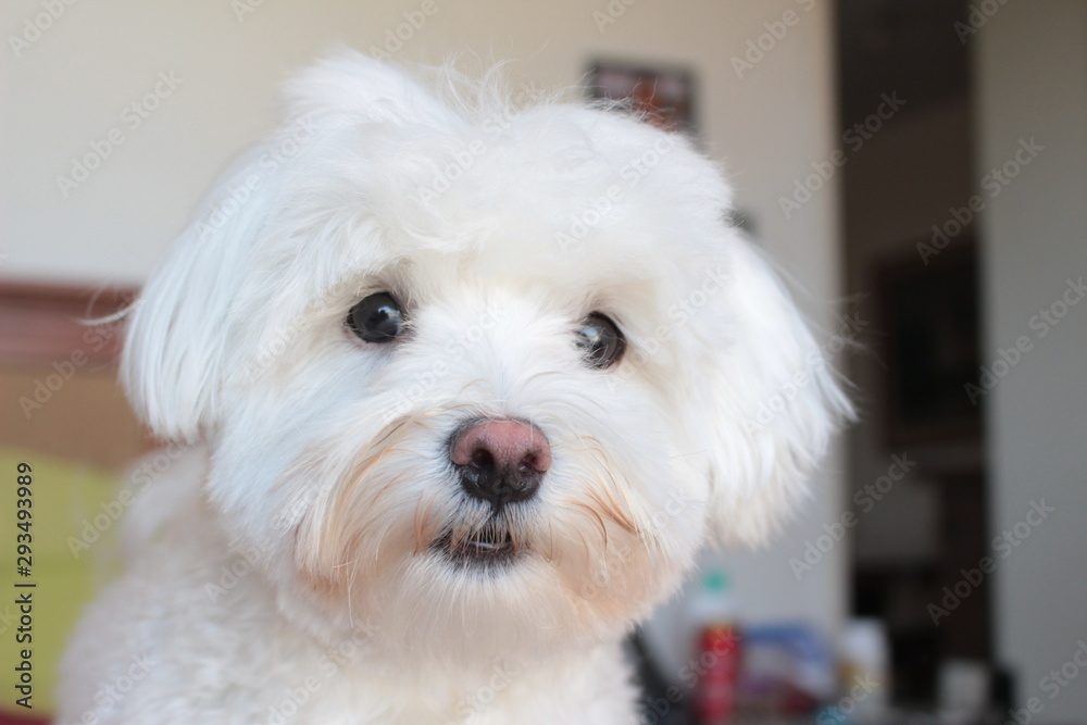 close up photo of white and cuddly Maltese dog