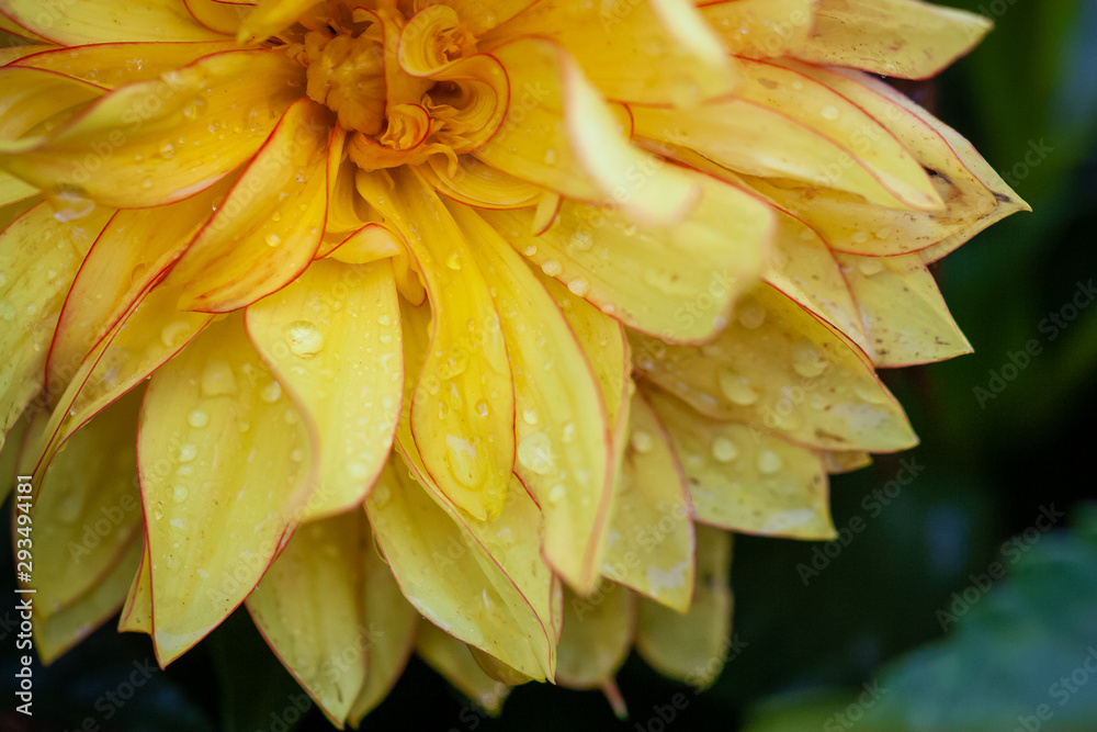 Fototapeta premium Water drops on a yellow flower