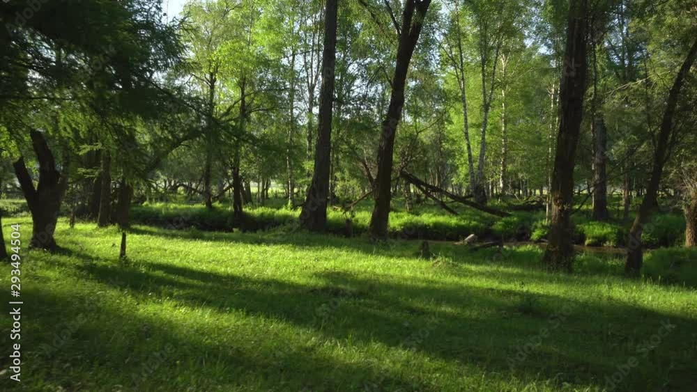 A relaxing shot of a stream running along the forest landscape with sun rays beaming through the trees A relaxing shot of a stream running along the forest landscape with sun rays beaming through the trees