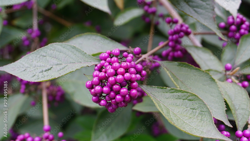 Callicarpa japonica or Japanese beautyberry branch with leaves and  large clusters purple berries close up.