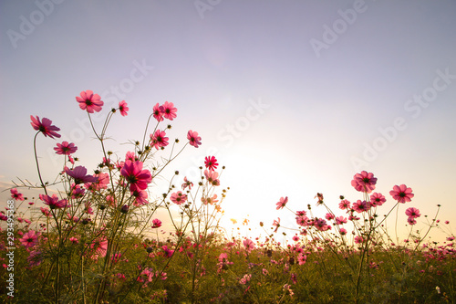 Fototapeta Naklejka Na Ścianę i Meble -  夕日に照らされるピンク色のコスモスの花