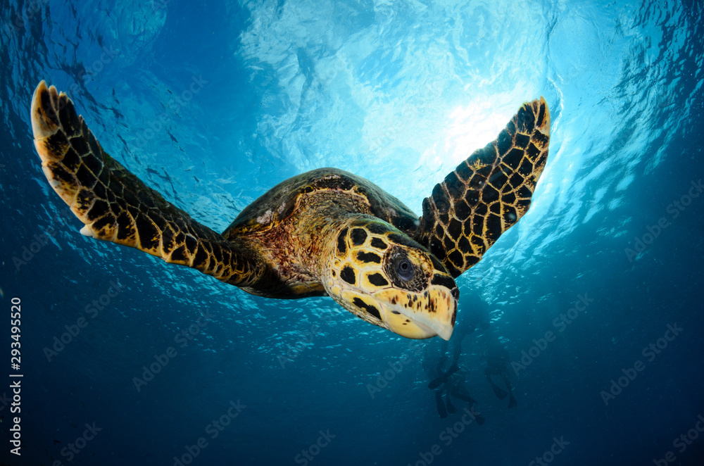 Obraz premium Hawksbill turtle