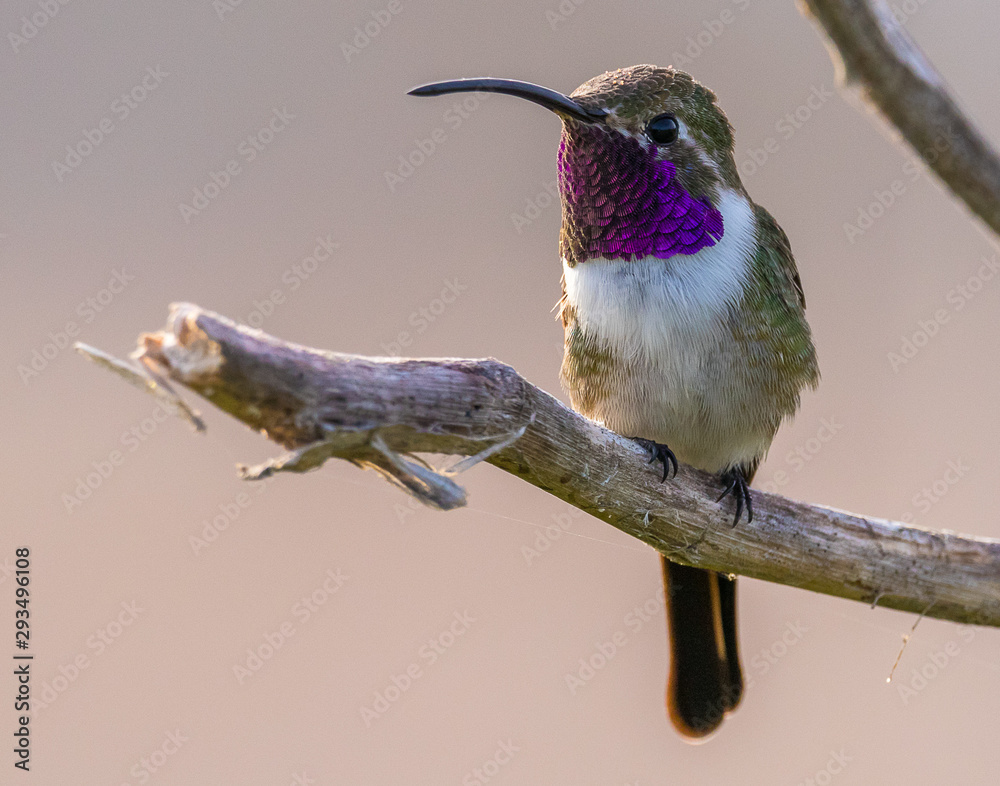 Obraz premium hummingbird