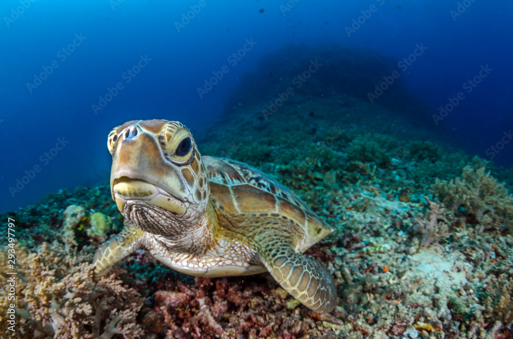 Green Turtle Green Turtle