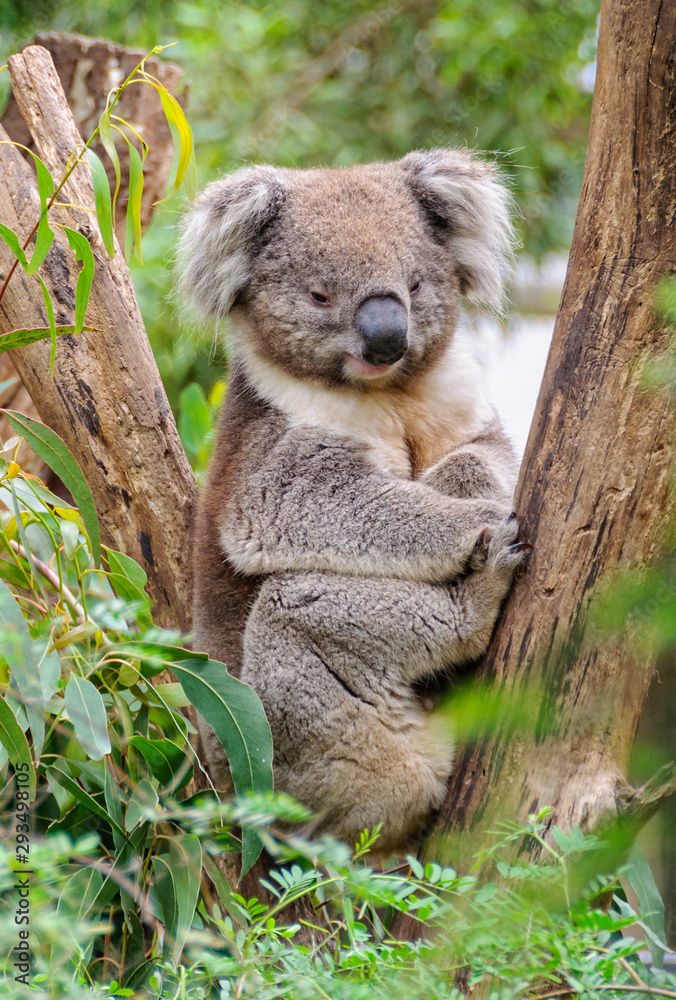 Koalas are arboreal (tree-dwelling) marsupials - Healesville, Victoria, Australia