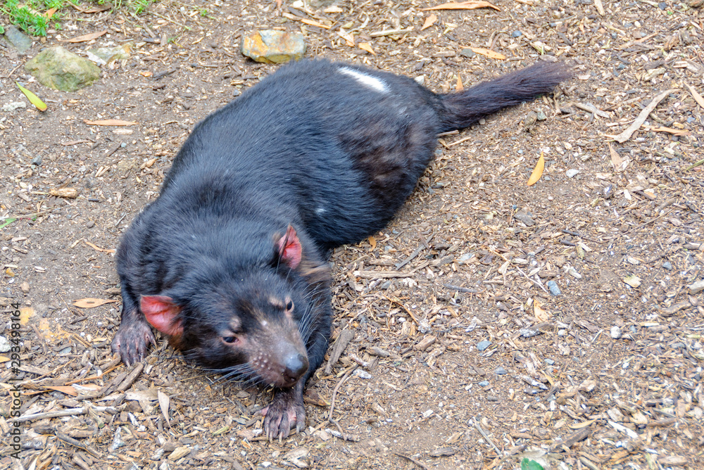 The Tasmanian Devil is the world's largest surviving carnivorous marsupial - Healesville, Victoria, Australia The Tasmanian Devil is the world's largest surviving carnivorous marsupial - Healesville, Victoria, Australia