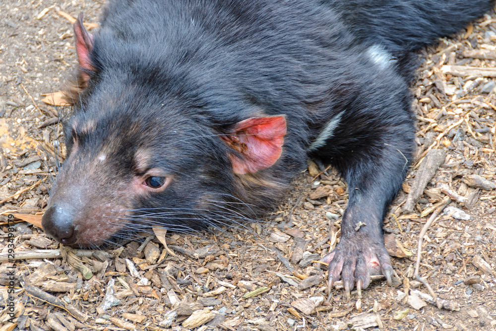 The Tasmanian Devil is the world's largest surviving carnivorous marsupial - Healesville, Victoria, Australia The Tasmanian Devil is the world's largest surviving carnivorous marsupial - Healesville, Victoria, Australia