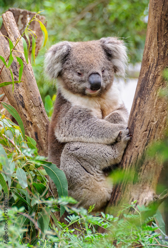 Koalas are arboreal (tree-dwelling) marsupials - Healesville, Victoria, Australia