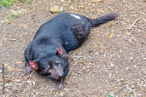 The Tasmanian Devil is the world's largest surviving carnivorous marsupial - Healesville, Victoria, Australia