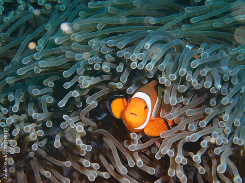 Nemo in anemone