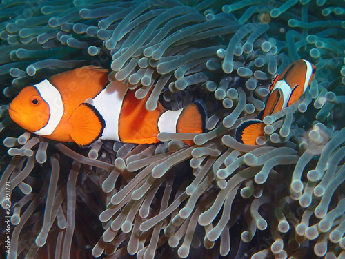 Nemo in anemone