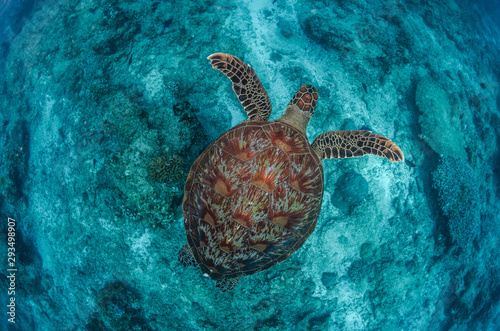 Green Turtle