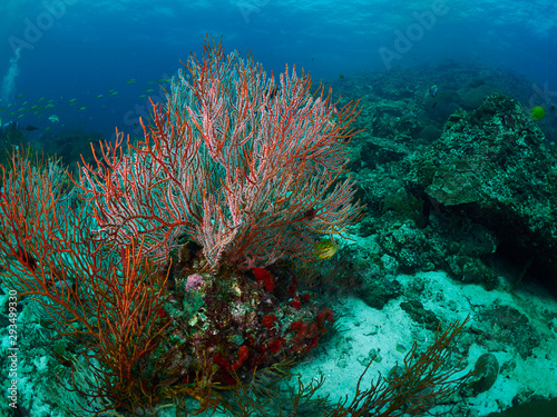 reef coral