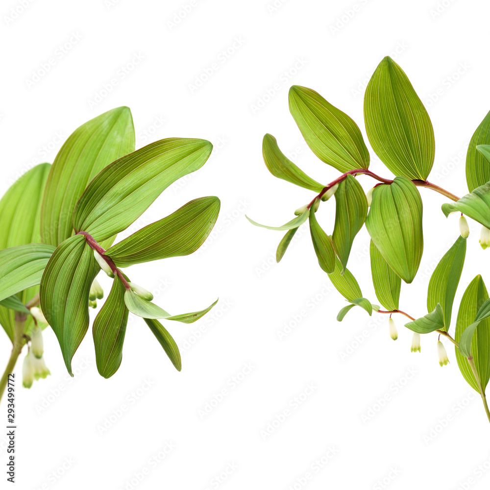 Polygonatum sibiricum on white background