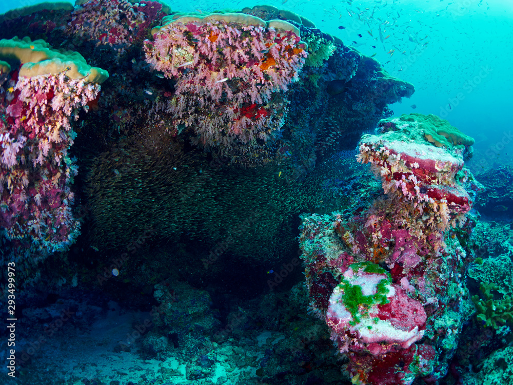 Fototapeta premium Ricefish / Glassfish