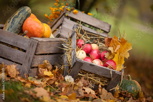 Autumn decor in the garden. Pumpkins, vegetable marrow  and red apples lying in wooden box on autumn background.  Autumn time. Thanksgiving Day.