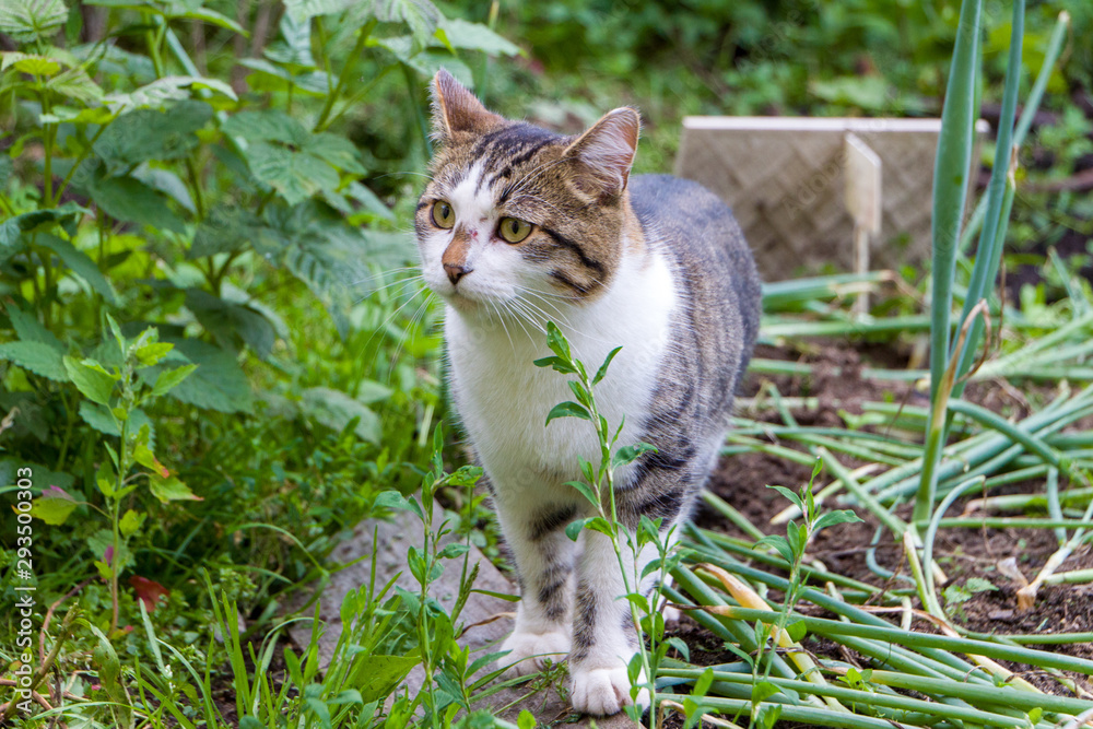 A stray tabby cat stands on a wooden board near the garden with green onions.