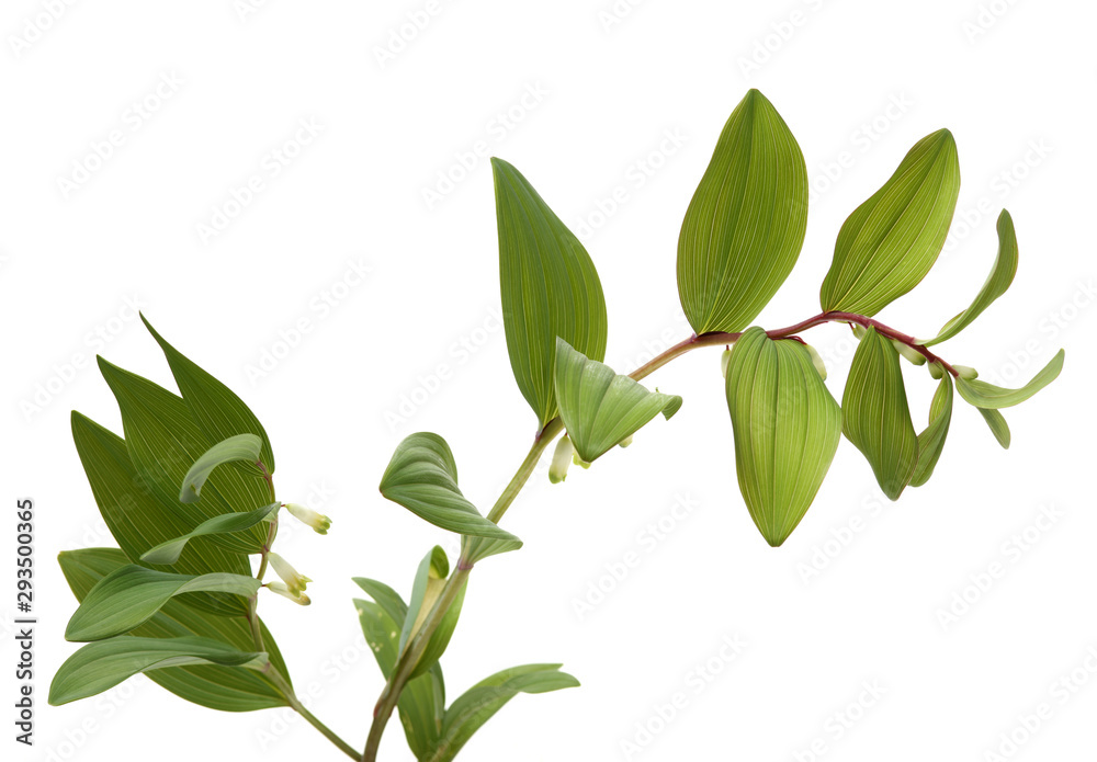 Polygonatum sibiricum on white background Polygonatum sibiricum on white background