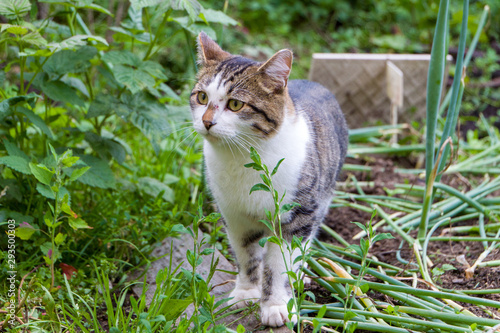 A stray tabby cat stands on a wooden board near the garden with green onions. photo