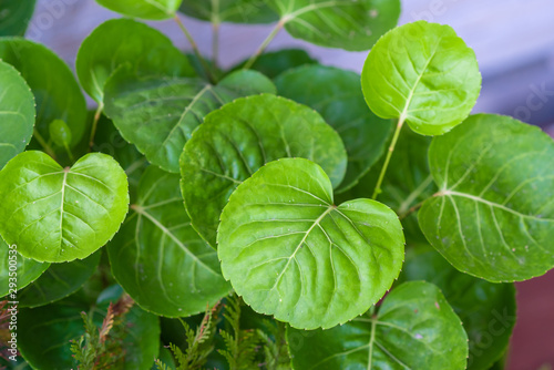 Beautiful green foliage plants for gardening in the house.