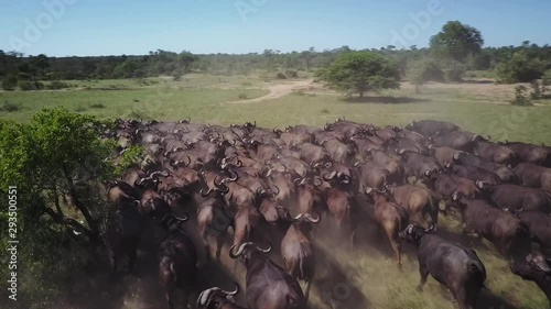 A drone shot of a buffalo stampede in the African bush.