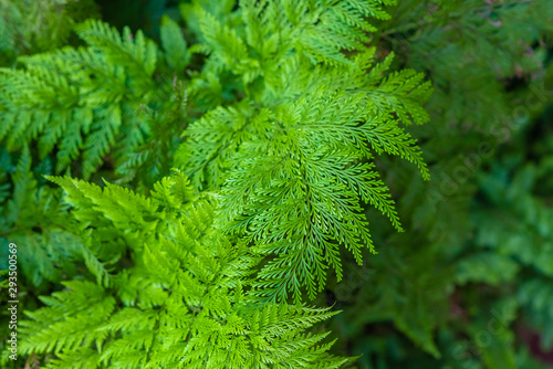 Beautiful fern leaf green leaves natural natural beauty