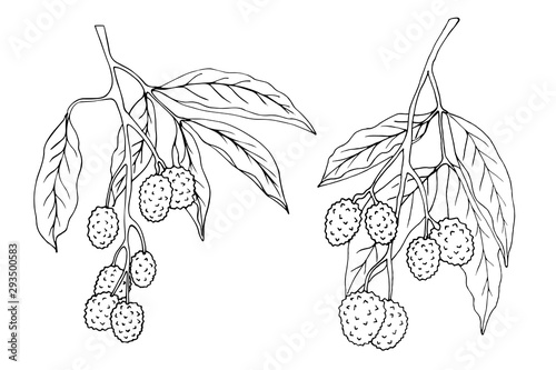 Litchi branches are black and white isolated on a white background, drawn