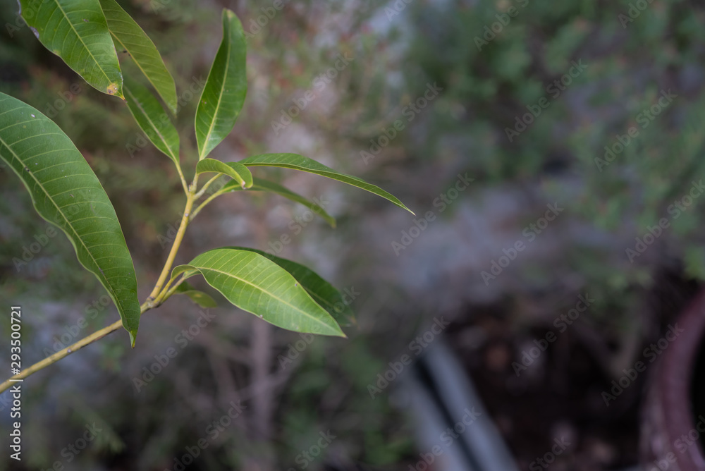 The leaves of the mango tree sprout on the green branches The leaves of the mango tree sprout on the green branches