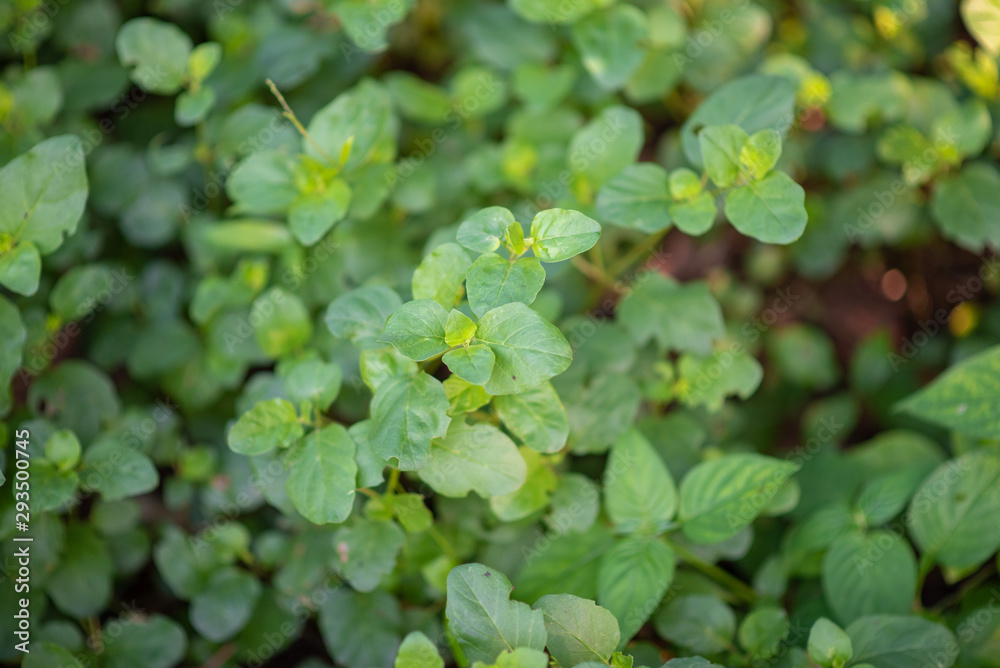 Beautiful green leaves natural leaves natural beauty Beautiful green leaves natural leaves natural beauty