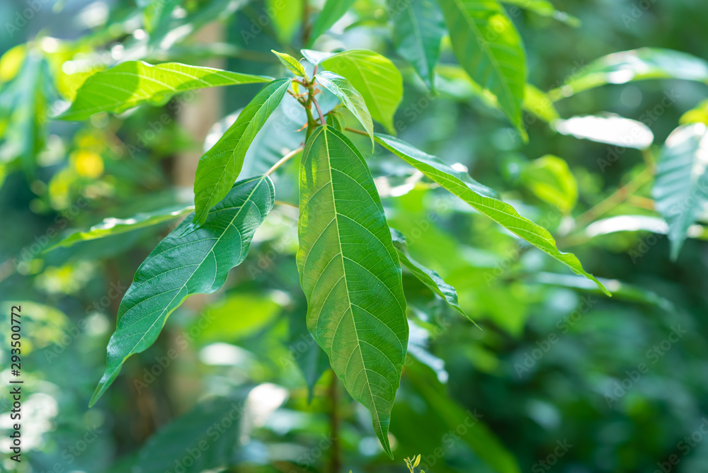 Beautiful green leaves natural leaves natural beauty Beautiful green leaves natural leaves natural beauty