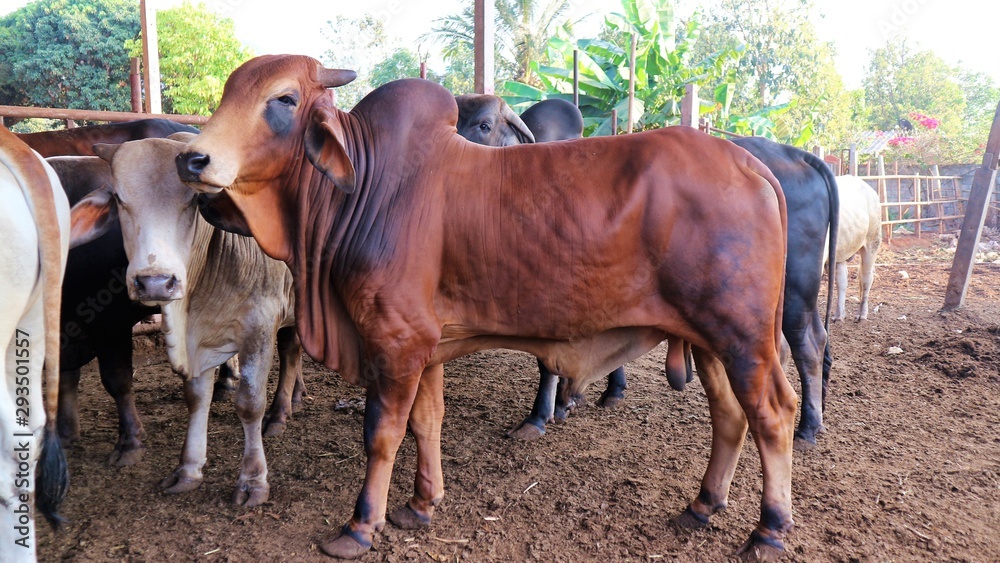 Tak Beef Cattle is a large cow, very popular in Thailand. Tak Beef Cattle is a large cow, very popular in Thailand.