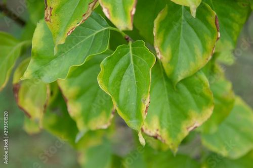 Wallpaper Mural leaf Torontodigital.ca