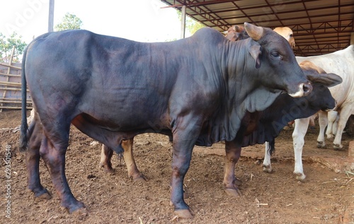 Tak Beef Cattle is a large cow, very popular in Thailand.