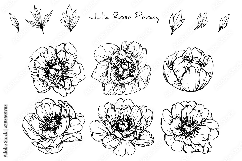 Sketch Floral Botany Collection. Peony Julia rose flower drawings. Black and white with line art on white backgrounds. Hand Drawn Botanical Illustrations.Vector. Sketch Floral Botany Collection. Peony Julia rose flower drawings. Black and white with line art on white backgrounds. Hand Drawn Botanical Illustrations.Vector.