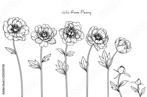 Sketch Floral Botany Collection. Peony Julia rose flower drawings. Black and white with line art on white backgrounds. Hand Drawn Botanical Illustrations.Vector.