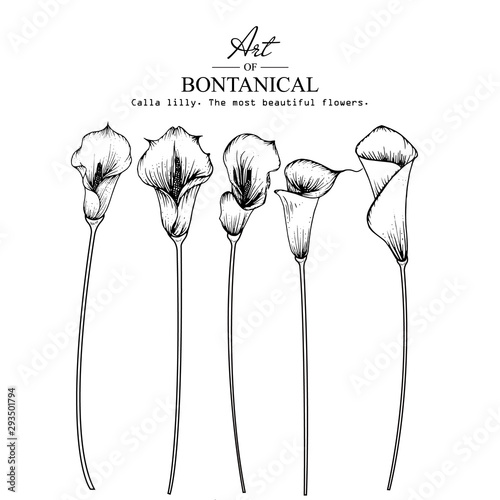 Sketch Floral Botany Collection. Calla Lily flower drawings. Black and white with line art on white backgrounds. Hand Drawn Botanical Illustrations.Vector.