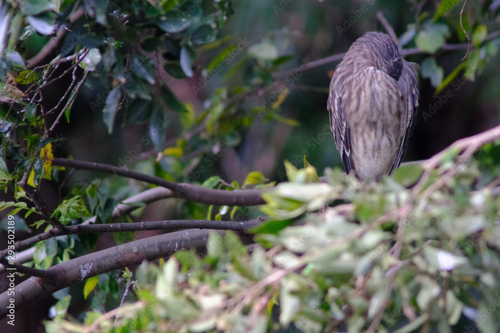 custom made wallpaper toronto digitalblack crowned night heron