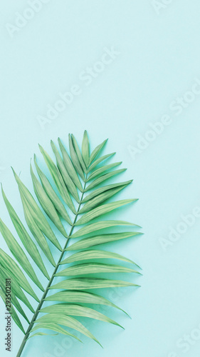 palm leaves on paper background