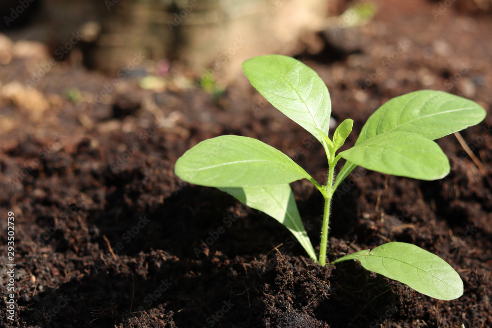 Small plant growing from the fertile soil. Small plant growing from the fertile soil.