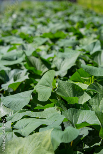 Wallpaper Mural サツマイモの葉っぱ Torontodigital.ca