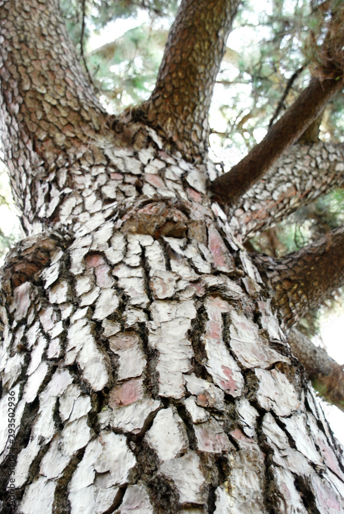 A squirrel on a tree climbing to play A squirrel on a tree climbing to play