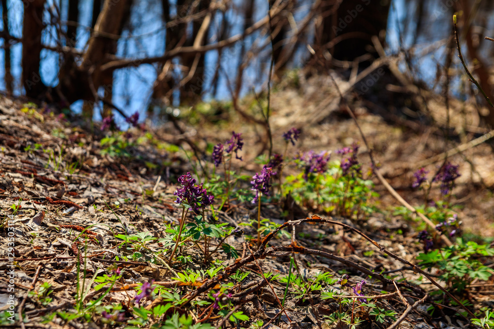 Purple corydalis flowers in forest at spring Purple corydalis flowers in forest at spring