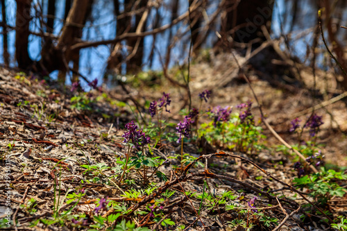Purple corydalis flowers in forest at spring