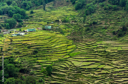 Canvas Print Terrace rice fields near Chopta,Uttarakhand,India